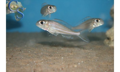 Xenotilapia ornatipinnis burundi